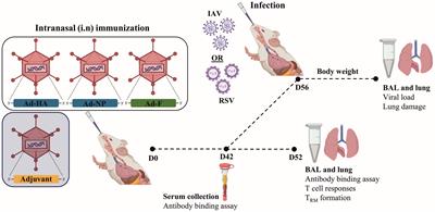 Filling two needs with one deed: a combinatory mucosal vaccine against influenza A virus and respiratory syncytial virus